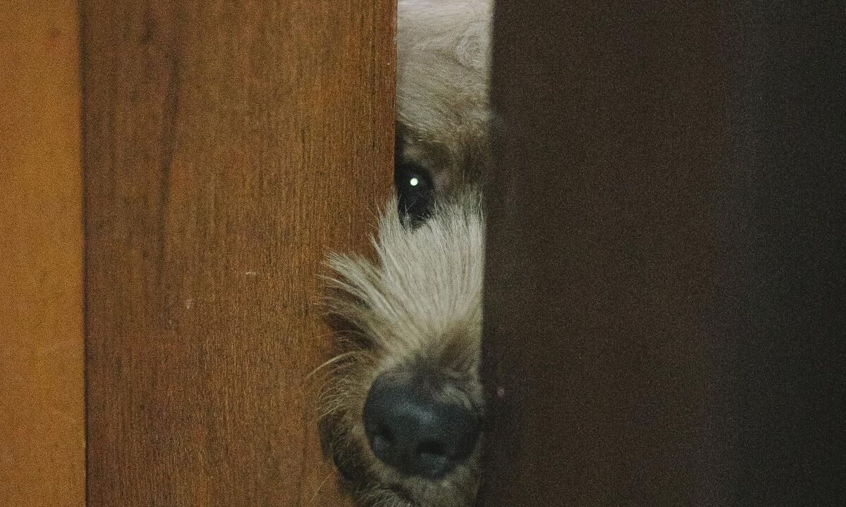 Nervous dog peeking through a doorway while keeping distance from visitors
