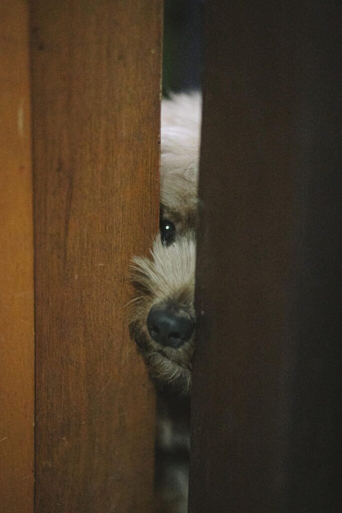 Nervous dog peeking through a doorway while keeping distance from visitors