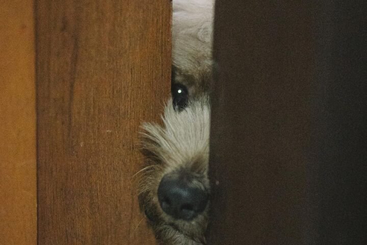 Nervous dog peeking through a doorway while keeping distance from visitors