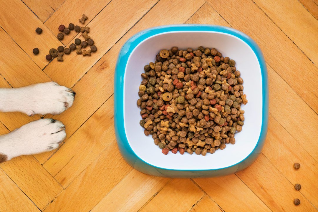 Dog food in a bowl ready for a measured meal