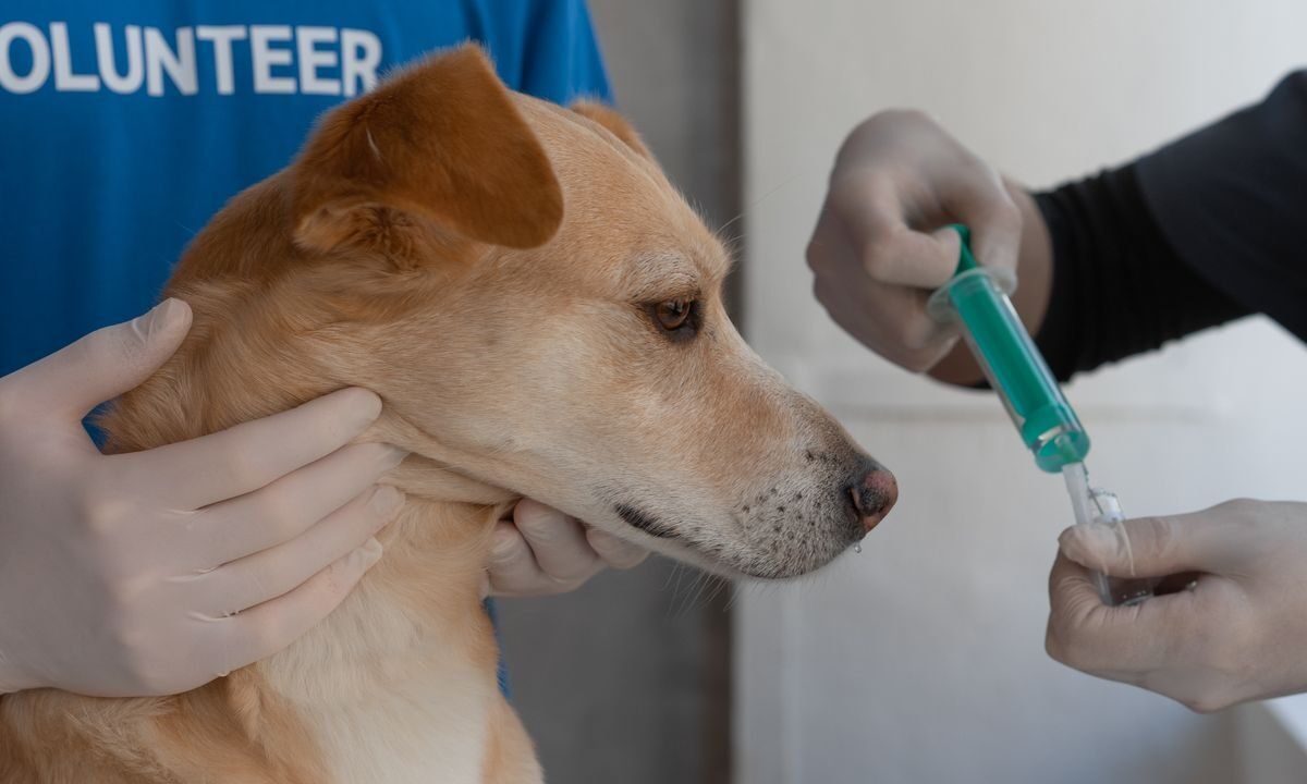Veterinarian vaccinating a dog during a preventive care appointment