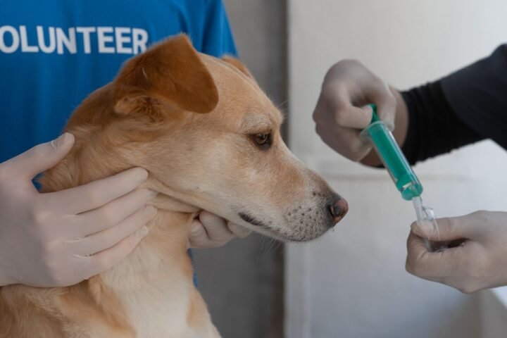 Veterinarian vaccinating a dog during a preventive care appointment