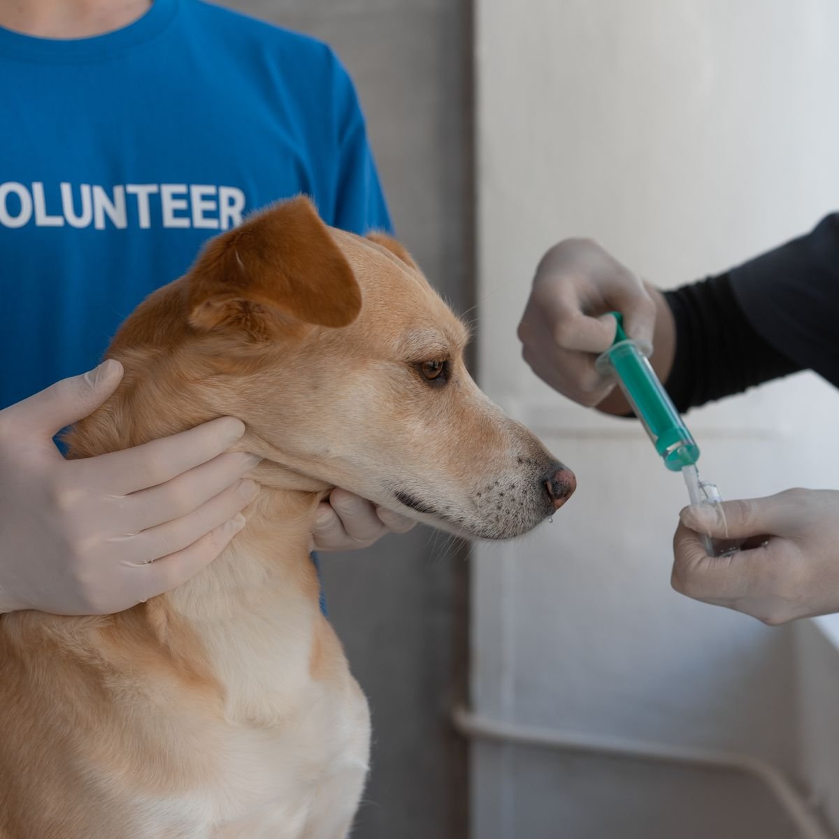 Veterinarian vaccinating a dog during a preventive care appointment