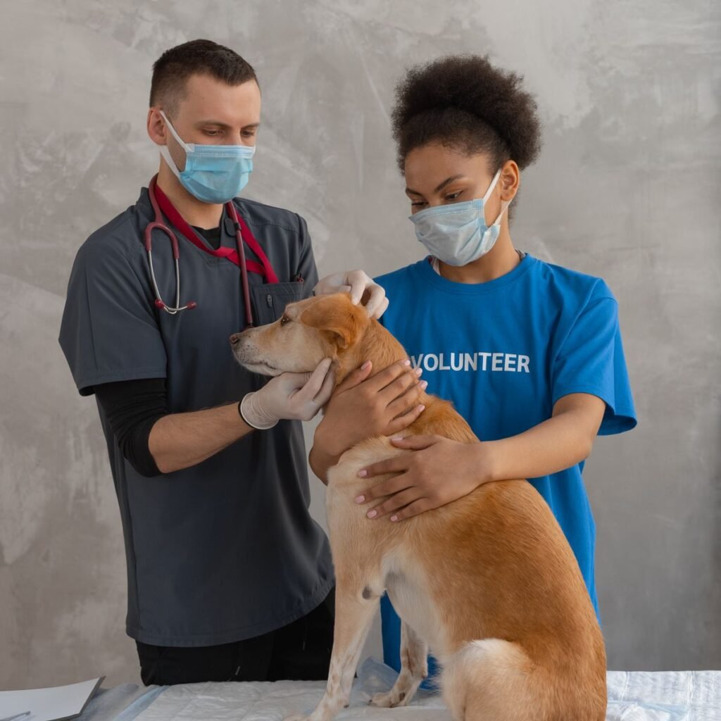 Veterinarian examining a dog during a clinic check-up