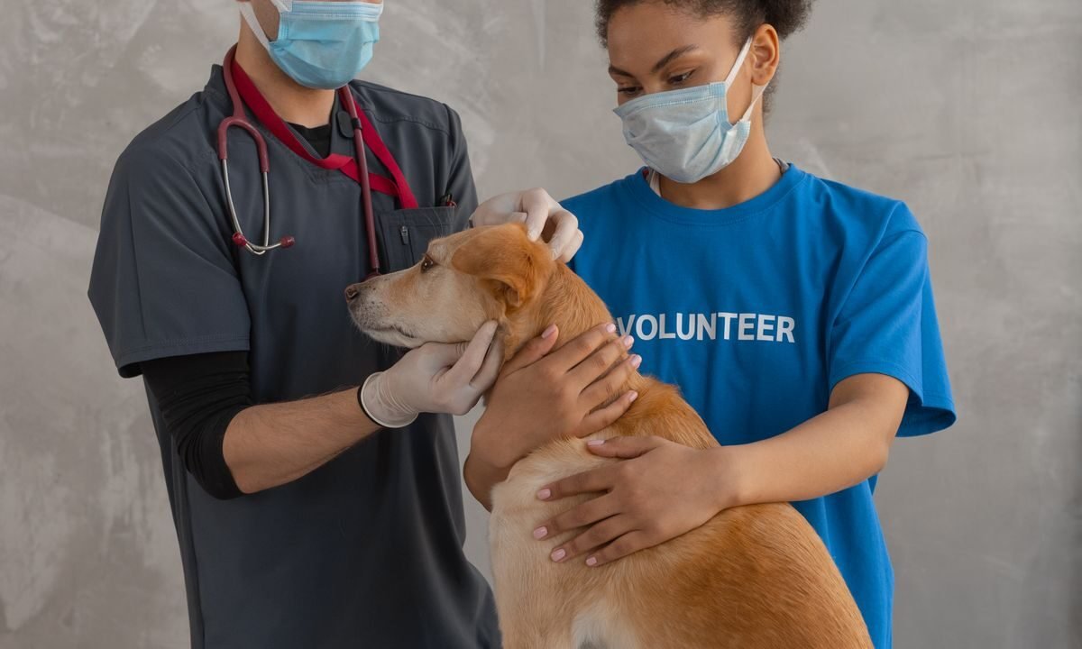 Veterinarian examining a dog during a clinic check-up