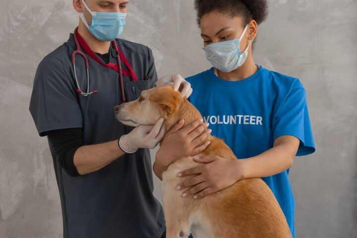 Veterinarian examining a dog during a clinic check-up