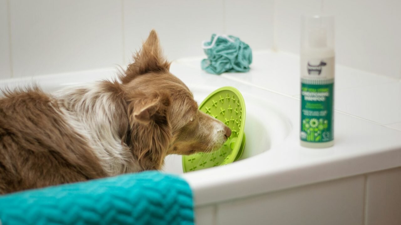 Border Collie during bathing and coat care