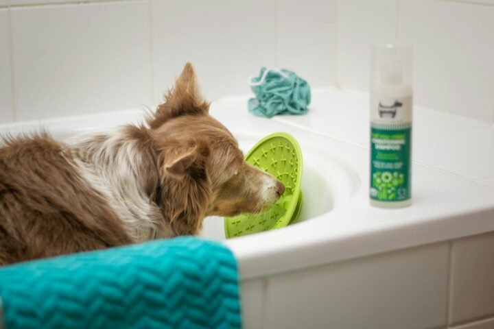 Border Collie during bathing and coat care