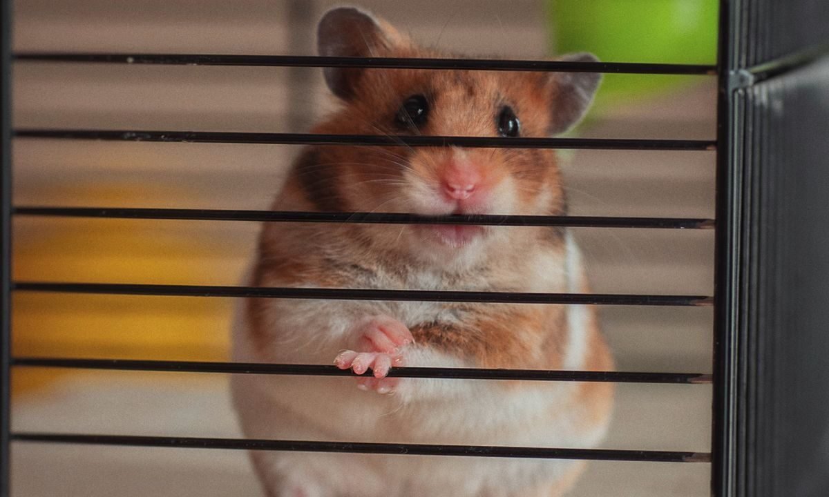 Curious hamster peering through its enclosure after an escape-prevention check