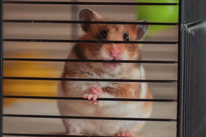 Curious hamster peering through its enclosure after an escape-prevention check