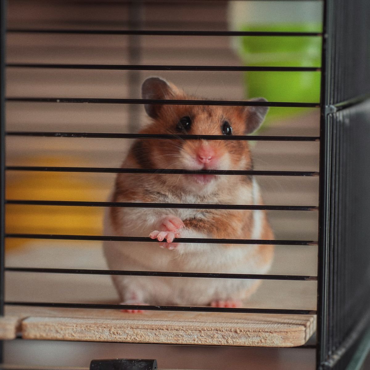 Curious hamster peering through its enclosure after an escape-prevention check