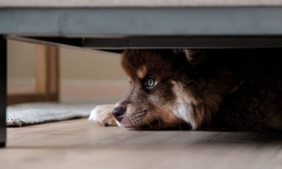 Worried dog hiding beneath a sofa in a quiet indoor room