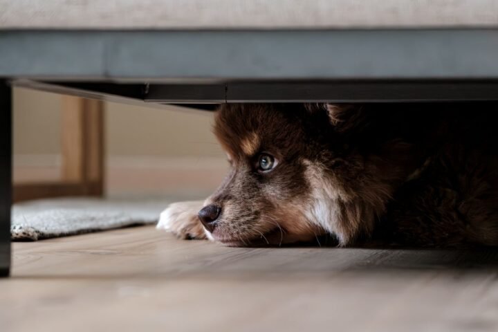Worried dog hiding beneath a sofa in a quiet indoor room