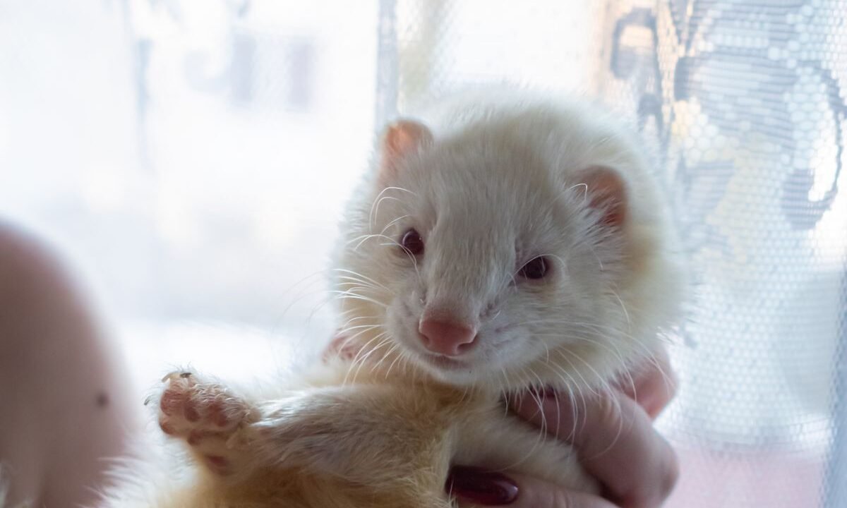 White pet ferret being gently held indoors during a diet discussion