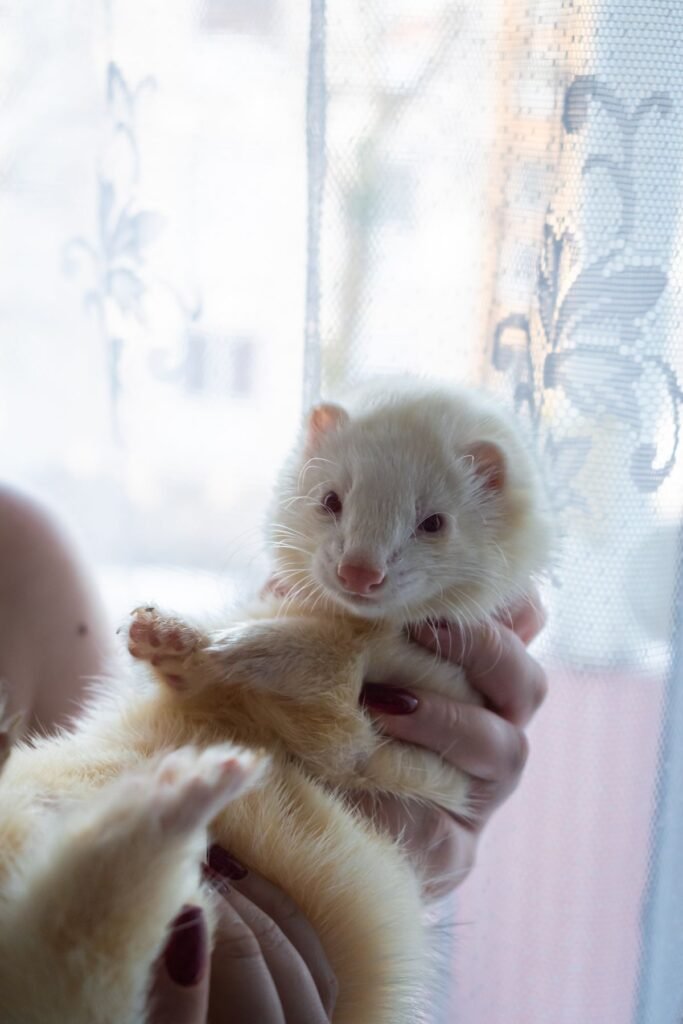White pet ferret being gently held indoors during a diet discussion