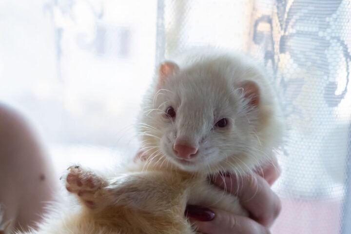White pet ferret being gently held indoors during a diet discussion
