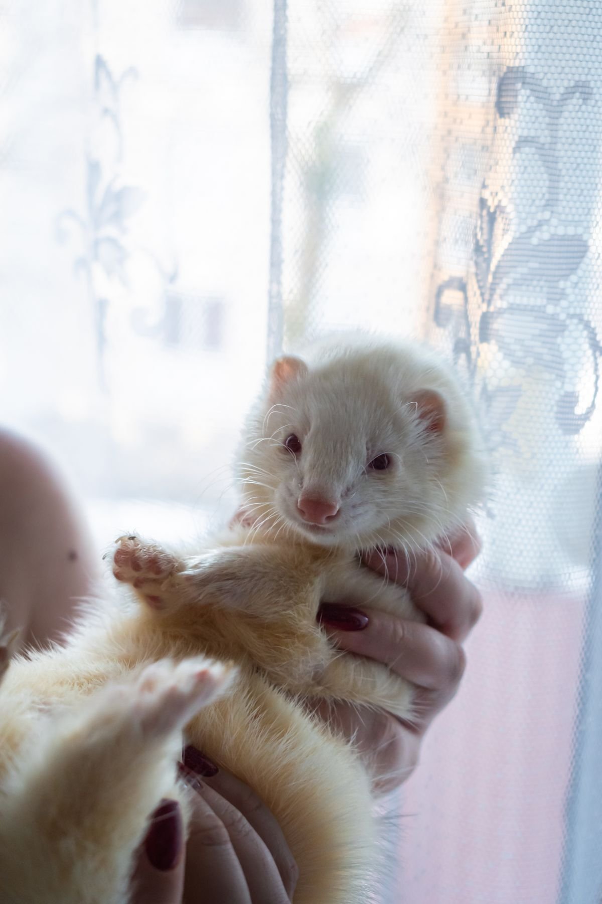 White pet ferret being gently held indoors during a diet discussion