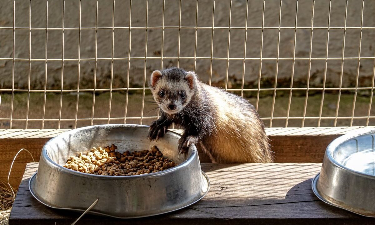 Domestic ferret eating from a food bowl during a regular feeding routine