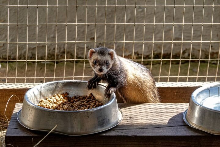 Domestic ferret eating from a food bowl during a regular feeding routine