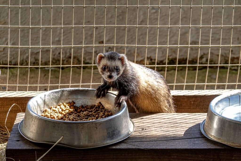 Pet ferret eating a meat-based dry food from a bowl