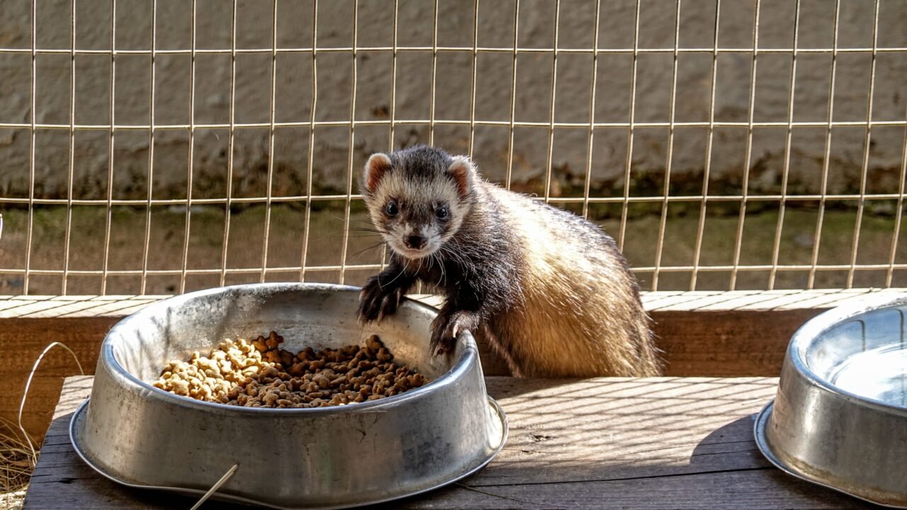 Pet ferret eating a meat-based dry food from a bowl
