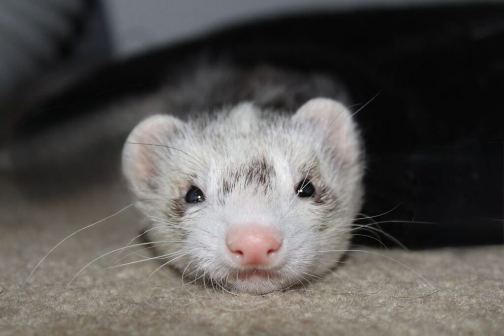Pet ferret resting indoors before a small meat-based treat