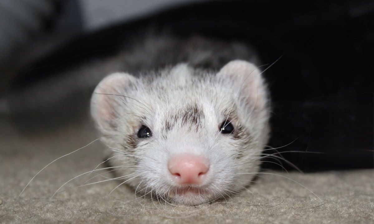 Pet ferret resting indoors before a small meat-based treat