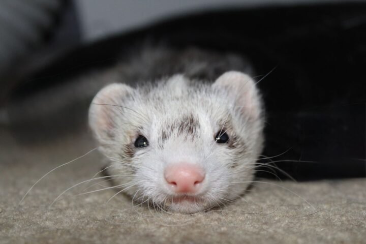 Pet ferret resting indoors before a small meat-based treat
