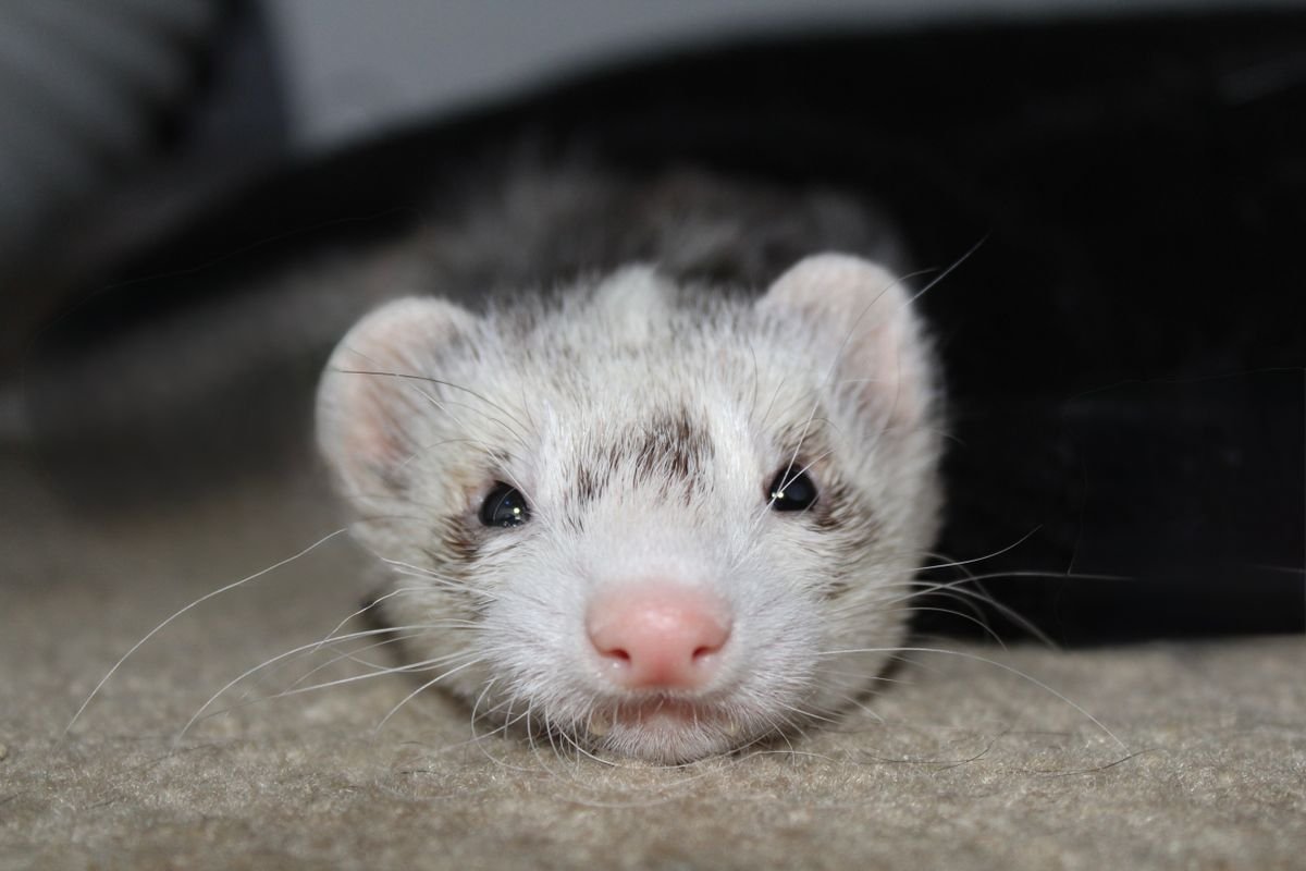 Pet ferret resting indoors before a small meat-based treat