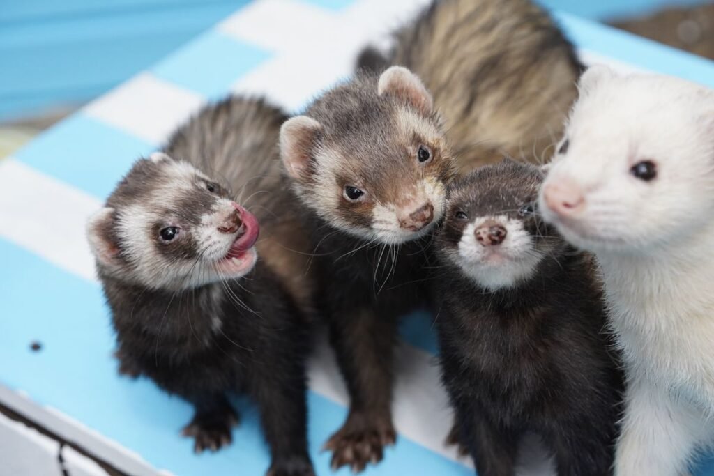 Four pet ferrets together during feeding and care time