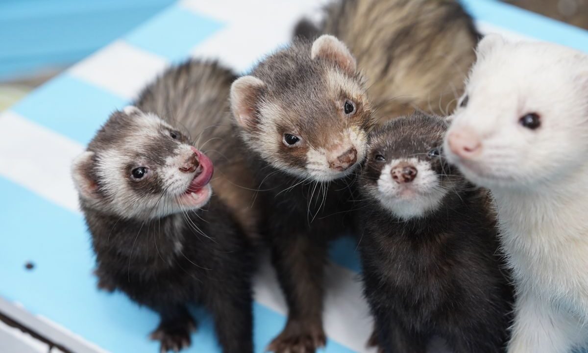 Four pet ferrets together during feeding and care time