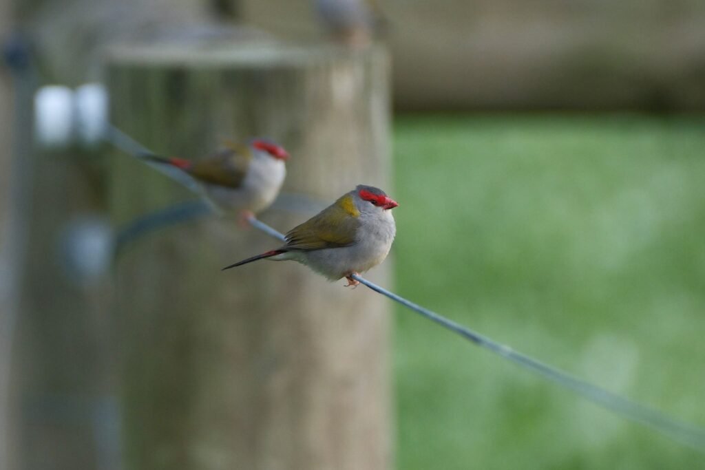 Two small finches with red heads perched side by side