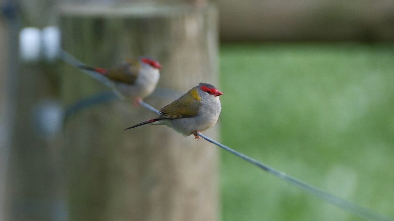 Two small finches with red heads perched side by side