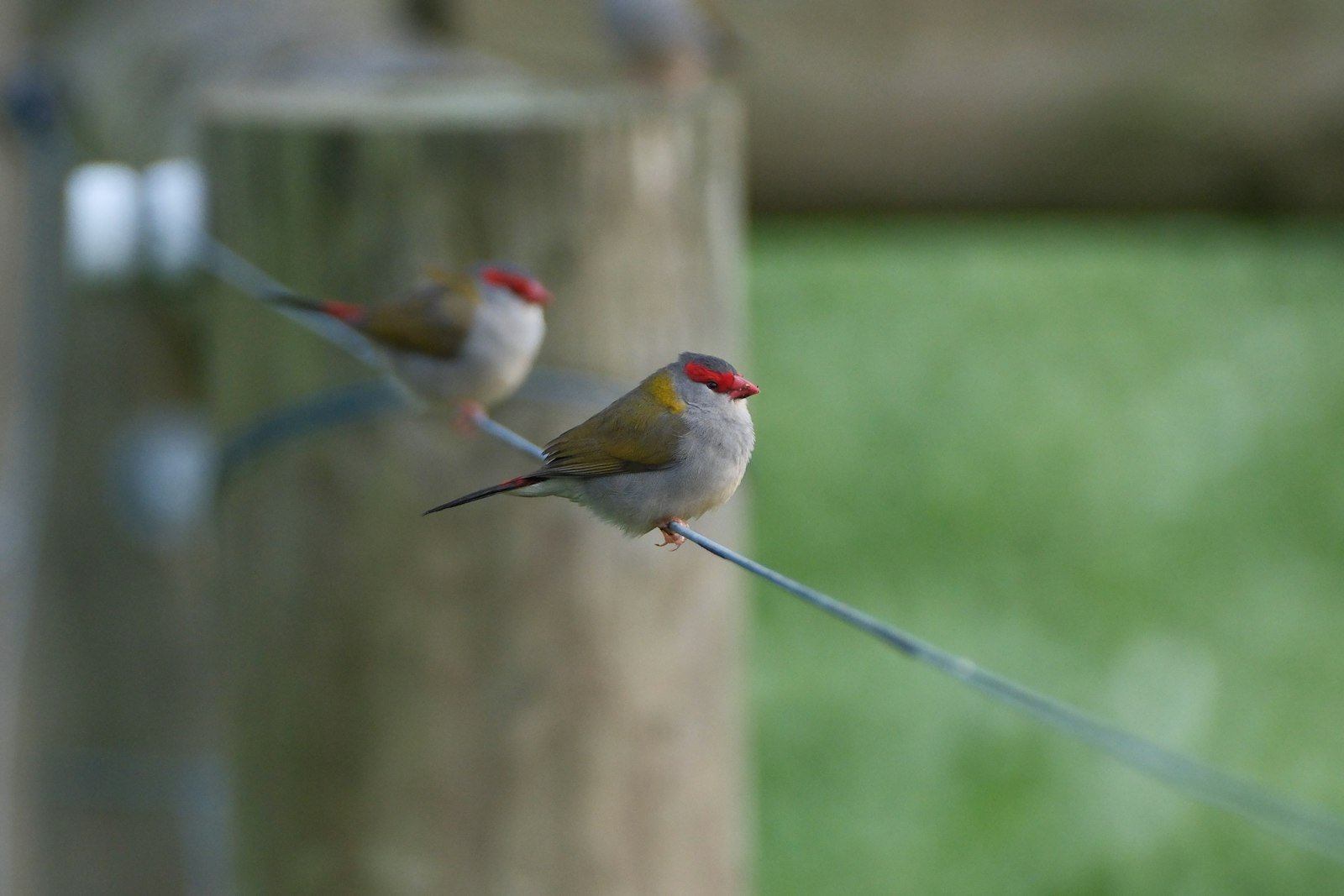 Two small finches with red heads perched side by side