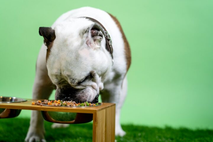 Dog eating from a bowl during a fresh-food feeding routine