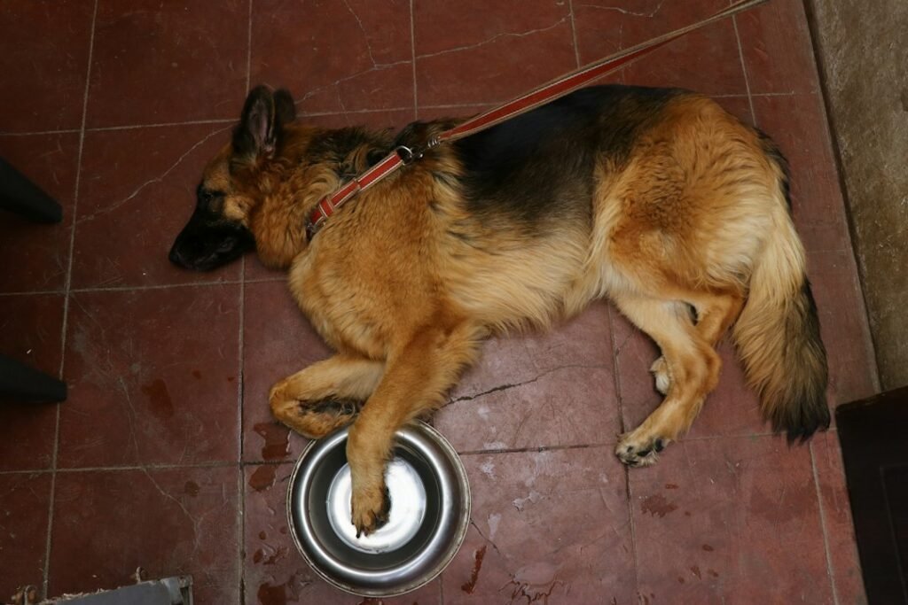 German Shepherd resting beside a food bowl