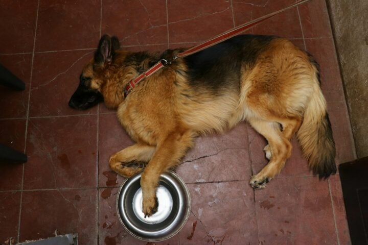 German Shepherd resting beside a food bowl