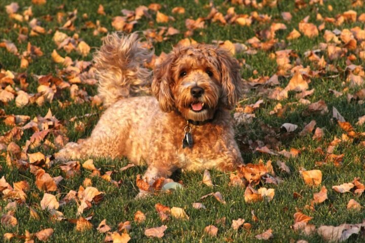 Goldendoodle standing outdoors in warm natural light