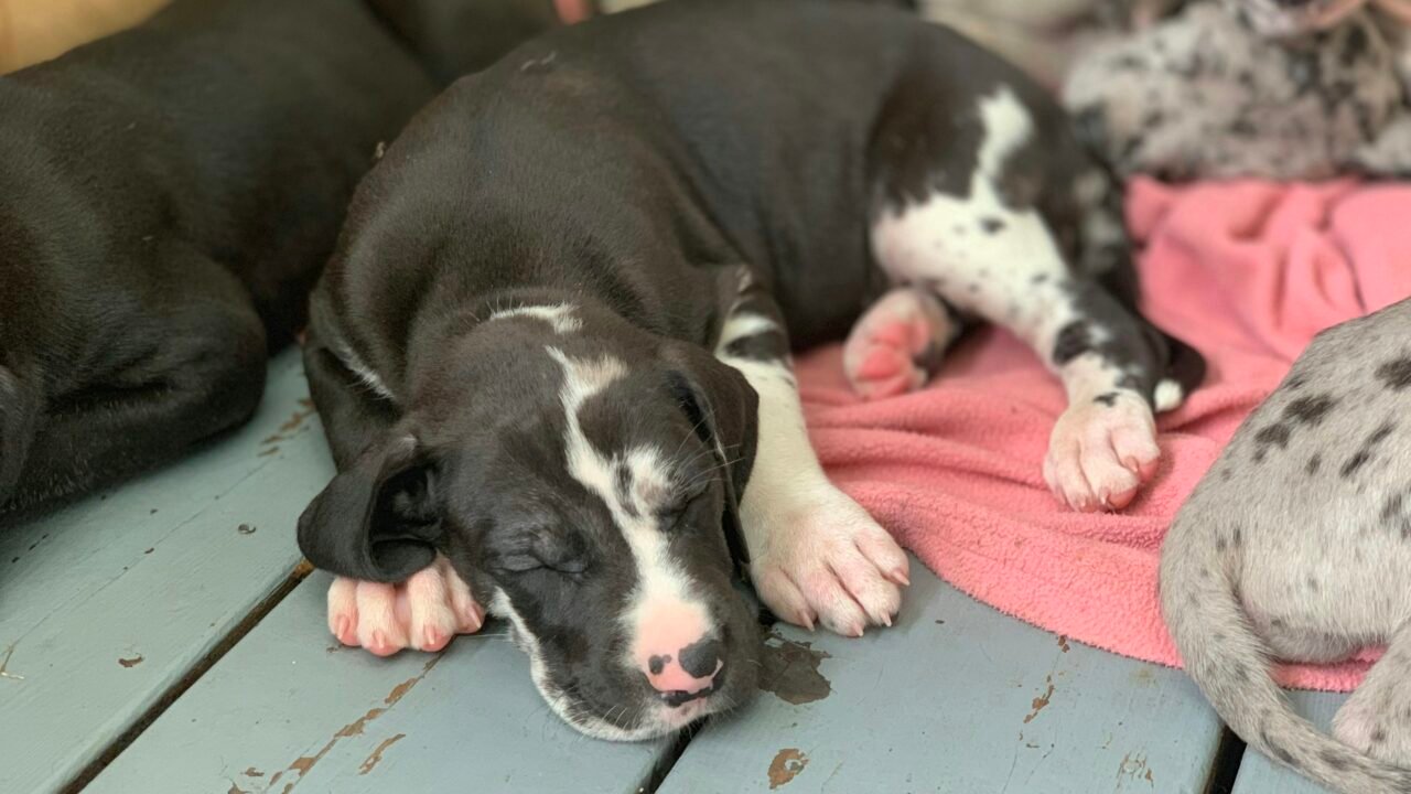 Harlequin Great Dane puppy resting at home during the giant-breed growth stage