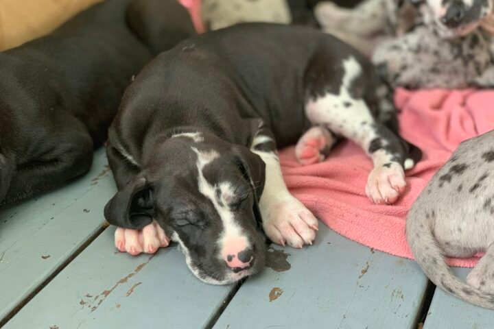 Harlequin Great Dane puppy resting at home during the giant-breed growth stage