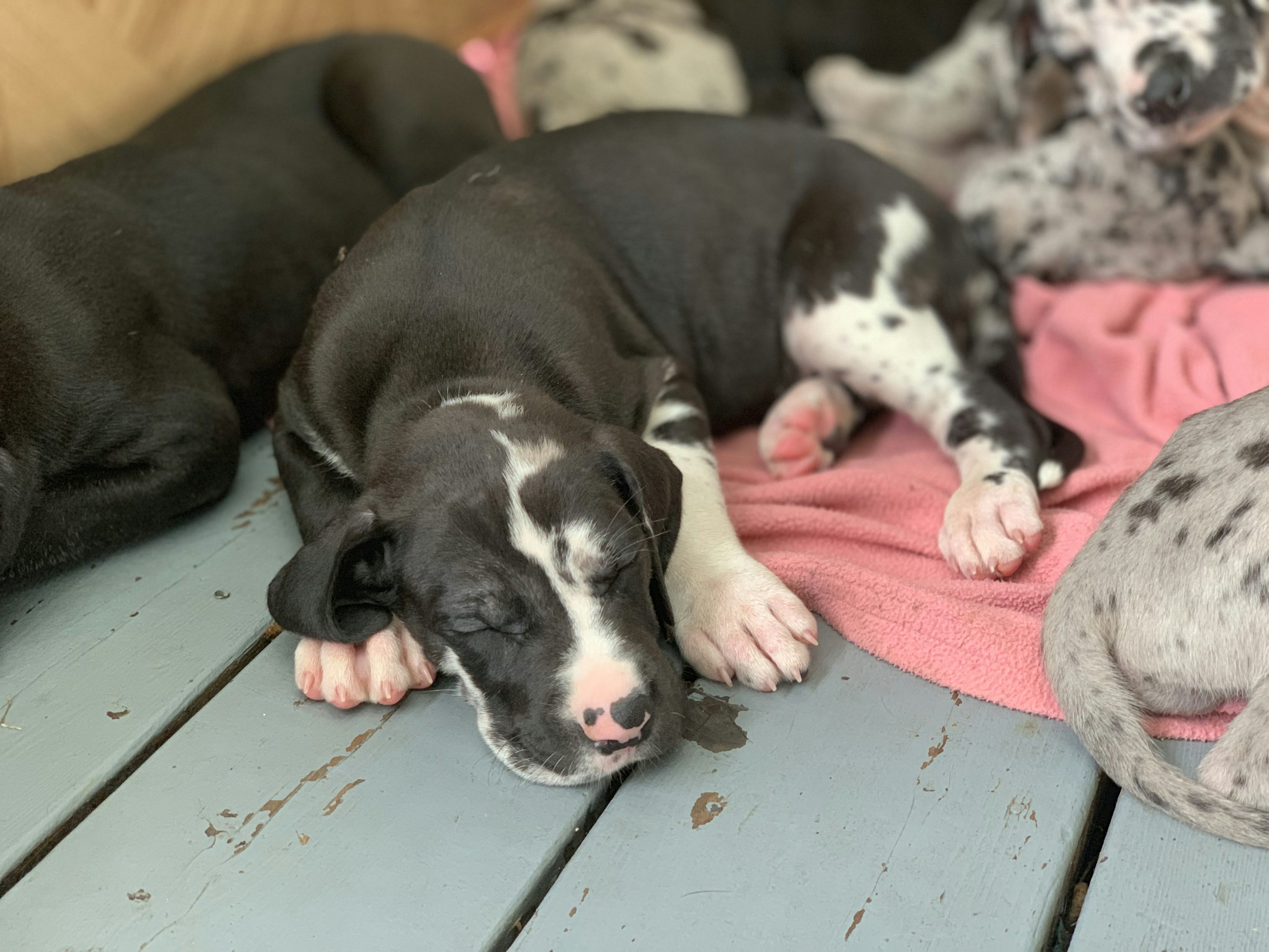 Great Dane eating from a bowl during a balanced feeding routine