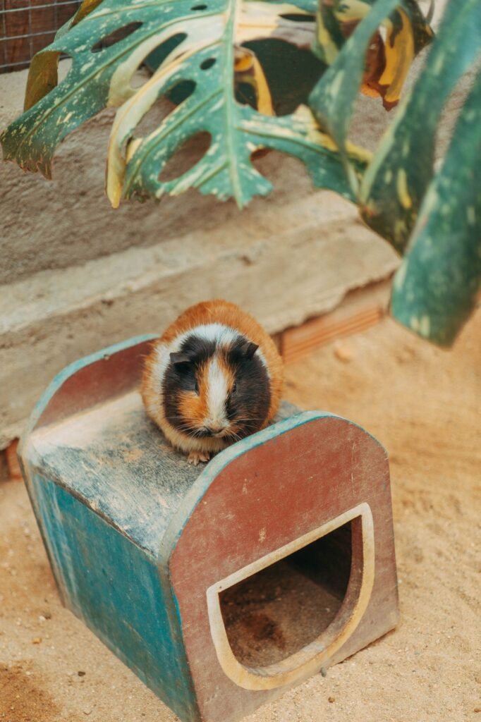 Guinea pig resting in a home enclosure with soft bedding and a wooden hide