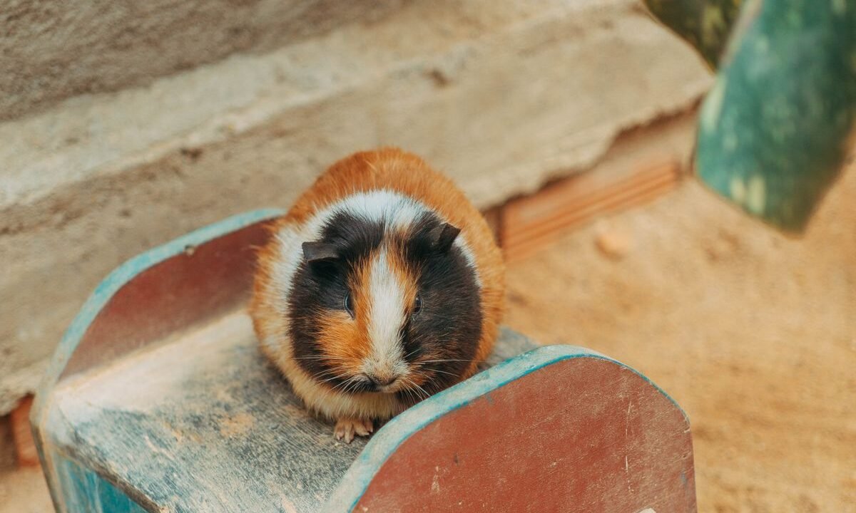 Guinea pig inside a home enclosure with a wooden hide and bedding