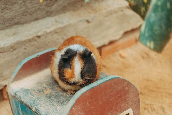 Guinea pig inside a home enclosure with a wooden hide and bedding