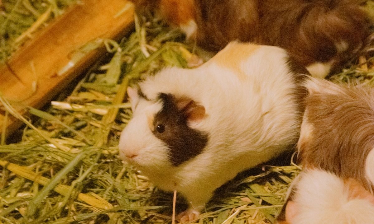 Two guinea pigs eating hay together in a comfortable shared enclosure