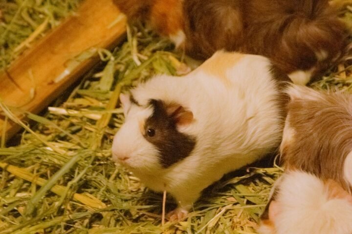 Two guinea pigs eating hay together in a comfortable shared enclosure