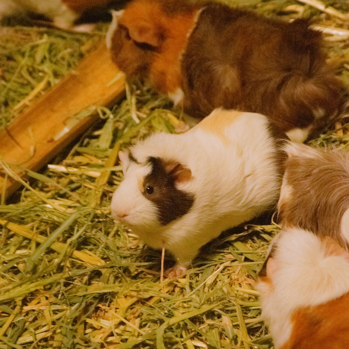 Two guinea pigs eating hay together in a comfortable shared enclosure