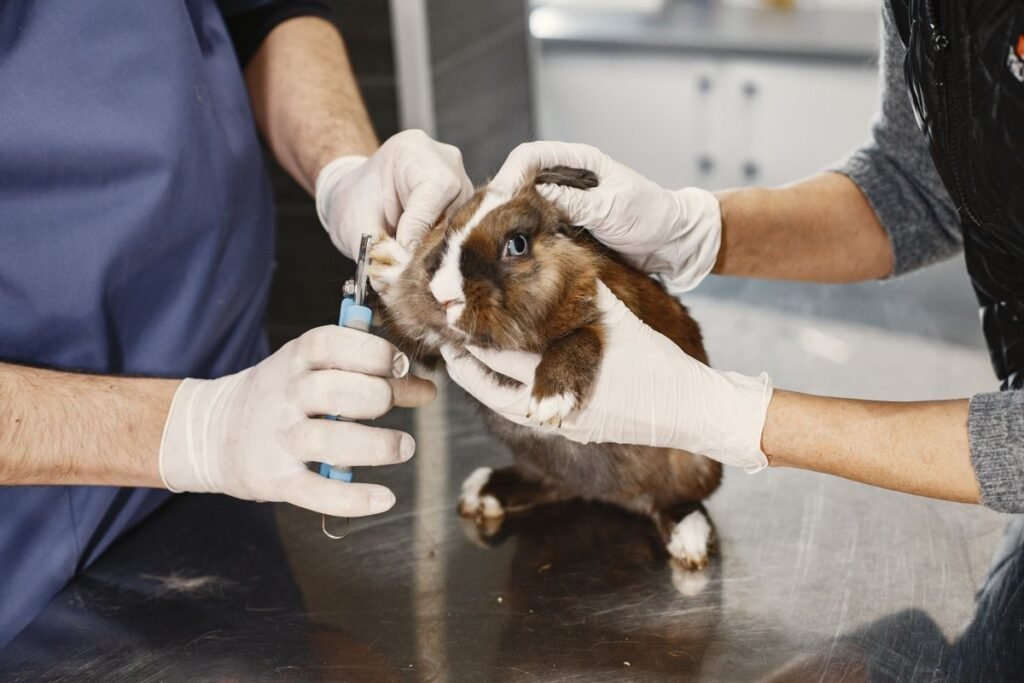 Guinea pig receiving a gentle health and grooming check at a veterinary clinic