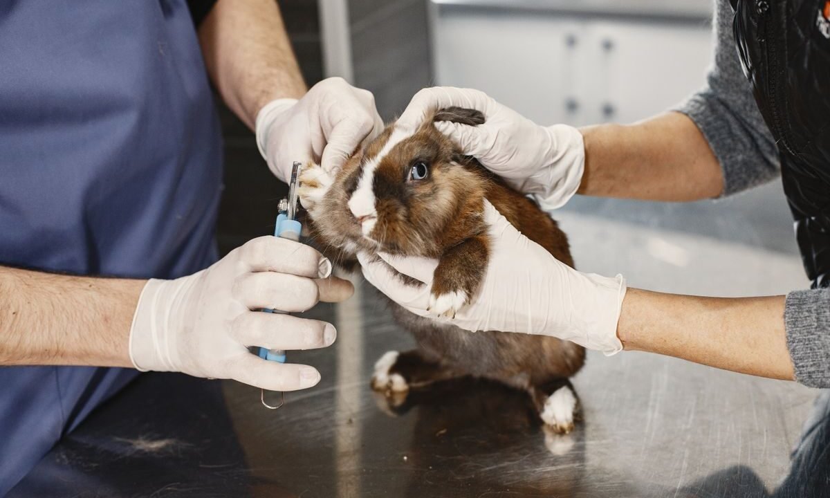 Guinea pig receiving a gentle health and grooming check at a veterinary clinic