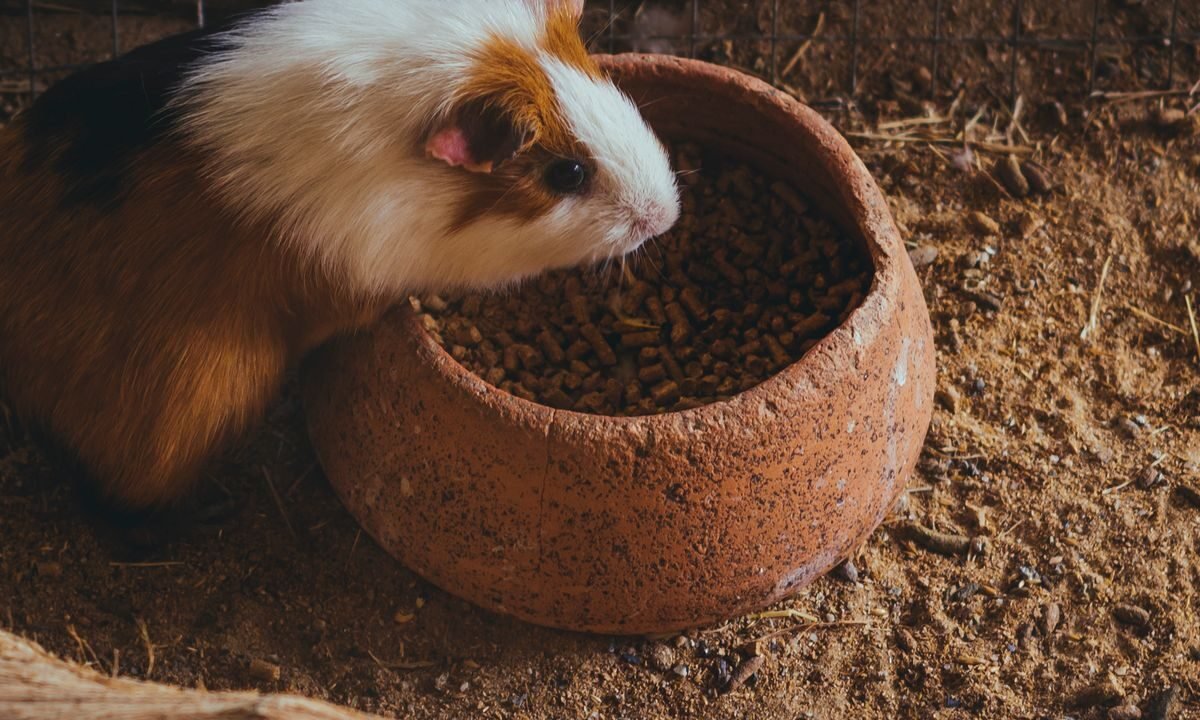 Guinea pig eating fresh food as part of a balanced high-fiber diet